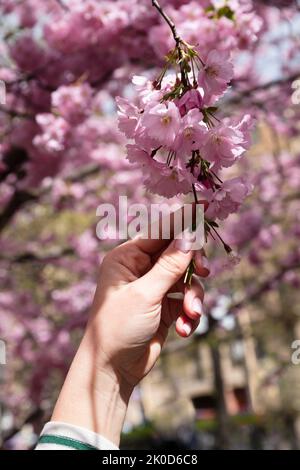 Caucasian young woman's hand with pink manicure and blossom branch cherry sakura. Vertical photo. Stock Photo