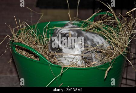 Minilop Rabbit sitting in Hay Basket Stock Photo