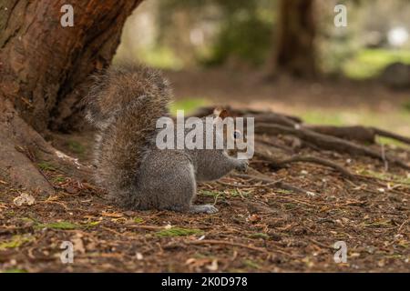 Squirrel on the ground looking for food in England, UK Stock Photo