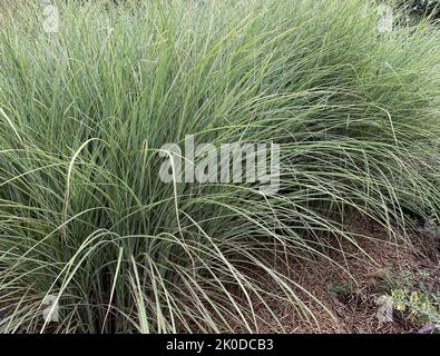 Close up of the tall ornamental grass Miscanthus sinensis Morning Light eulalia seen in the garden in the UK in late summer. Stock Photo