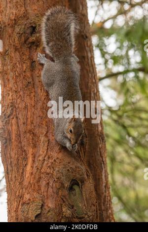 Grey UK squirrel in tree during winter, looking at the camera Stock Photo