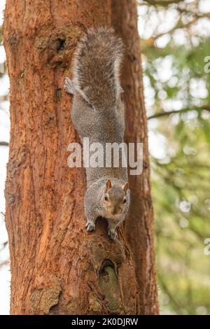 Grey UK squirrel in tree during winter, looking at the camera Stock Photo