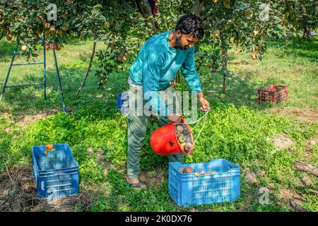 September 7, 2022, Srinagar, Jammu and Kashmir, India: A farmer puts freshly picked apples into a crate at an orchard during the harvesting season on the outskirts of Srinagar. Farmers across Kashmir valley have start harvesting different varieties of apples and the season lasts until mid-November. Apple growers in Kashmir are worried as Bangladesh, where around 30 percent of apple produce is exported, has hiked the assessment value by around 40 percent. Kashmir's apple industry is considered the backbone of the region's economy. There are 113 varieties of apple grown in Kashmir buttony seven Stock Photo