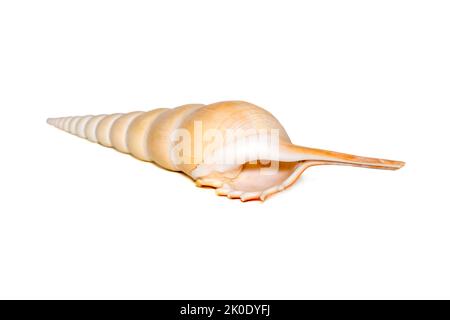 Image of Tibia Fusus sea shells (Spindle tibia or Shinbone tibia gastropod) on a white background. Sea shells. Undersea Animals. Stock Photo