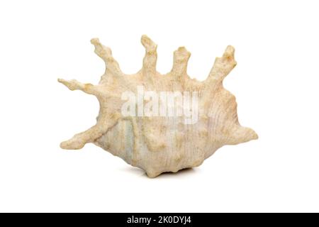Image of lambis scorpius sea shell, common name the scorpion conch or scorpion spider conch, is a species of large sea snail. Stock Photo