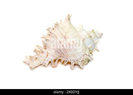 Image of chicore us ramosus, common name the ramose murex or branched murex, is a species of predatory sea snail, a marine gastropod mollusk. Stock Photo