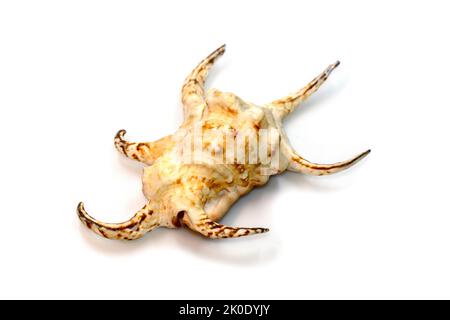 Image of lambis chiragra (Harpago chiragra) sea shell is in the family strombidae isolated on white background. Undersea Animals. Stock Photo