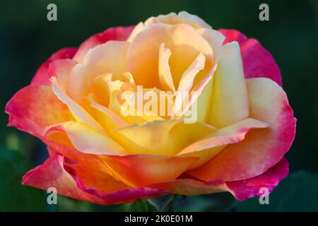 Belles Rives flower head of a rose in de Guldemondplantsoen Rosarium in ...