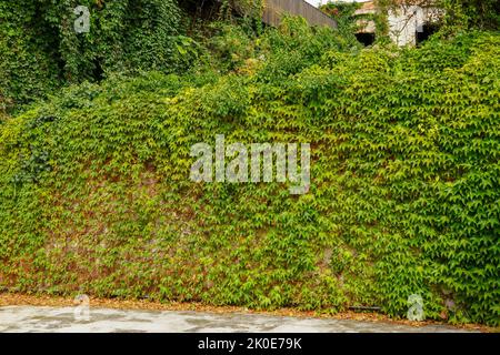 Concrete floor and green leaf ivy plant covered stone fence wall for design. Stock Photo
