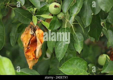 Diseases of fruit trees. Dried leaves on a apple tree. Stock Photo