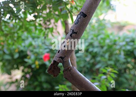 A rusted metal pipe containing an electrical cable. Stock Photo