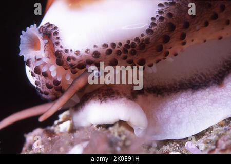 A beautiful chestnut cowry, with hits eye showing, crawls on a reef in California's Channel Islands off the pacific coast. Stock Photo
