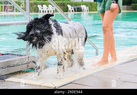 Pattensen, Germany. 11th Sep, 2022. A dog shakes itself in the Pattensen outdoor pool in the Hannover region. At the end of the season, many outdoor pools open for four-legged guests: On the last day of opening, dogs are allowed to jump into the cool wet with their owners. Credit: Julian Stratenschulte/dpa/Alamy Live News Stock Photo