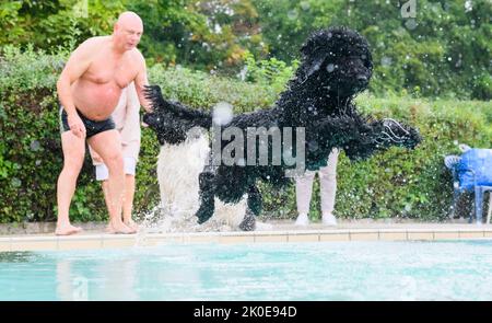 Pattensen, Germany. 11th Sep, 2022. A dog jumps into the water at the Pattensen outdoor pool in the Hannover region. At the end of the season, many outdoor pools open for four-legged guests: On the last day of opening, dogs are allowed to jump into the cool wet with their owners. Credit: Julian Stratenschulte/dpa/Alamy Live News Stock Photo