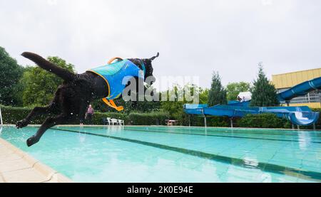 Pattensen, Germany. 11th Sep, 2022. A dog jumps into the water at the Pattensen outdoor pool in the Hannover region. At the end of the season, many outdoor pools open for four-legged guests: On the last day of opening, dogs are allowed to jump into the cool wet with their owners. Credit: Julian Stratenschulte/dpa/Alamy Live News Stock Photo