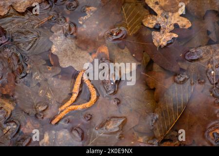 Fallen autumn brown leaves lying in the water Stock Photo