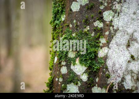 Green moss on a tree trunk, view on a rainy day Stock Photo