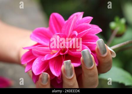 Holding a fully blooming pink dahlia flower, Beautiful natural flowers Stock Photo
