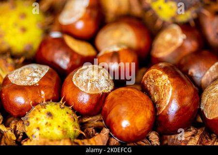 A group of conkers from the horse chestnut (Aesculus hippocastanum) with and without husks Stock Photo