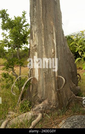 Strips of bark are pulled from the trunk of a baobab by feeding ...
