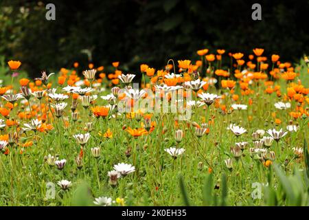 Wildflowers blooming in spring. Kirstenbosch Botanical Gardens in Cape Town South Africa. Daisy fields in bloom during change of season Stock Photo