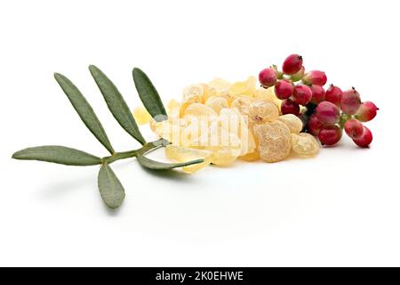 Chios mastic tears with lentisk (Pistacia lentiscus) leaves on a white background Stock Photo