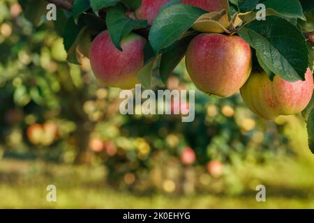ripe apples on branch in garden ready to harvest Stock Photo