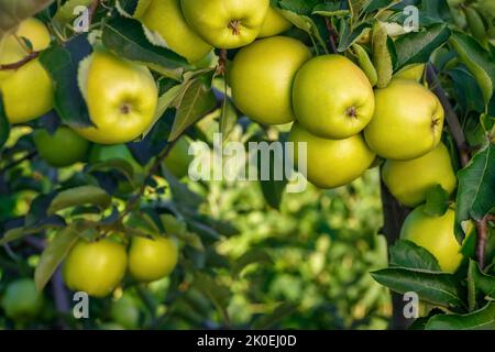 delicious green apples on branch in garden ready to harvest Stock Photo
