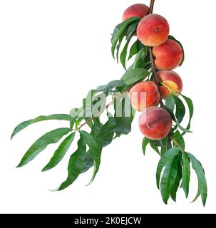ripe peaches on branch isolated on white Stock Photo
