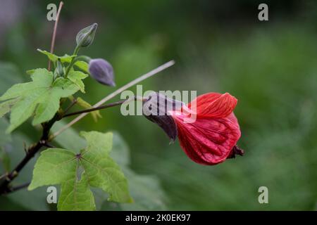 Closeup photo of the flower of an abutilon Stock Photo