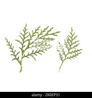 Branch of green thuja. on a white background Stock Photo