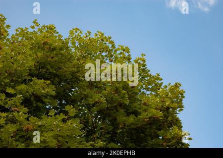 Maple branches with green leaves against the sky Stock Photo