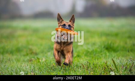 German shepherd puppy playing with frisbee on a green field Stock Photo