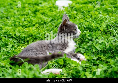 A small gray cat lies in the grass and looks into the distance Stock Photo