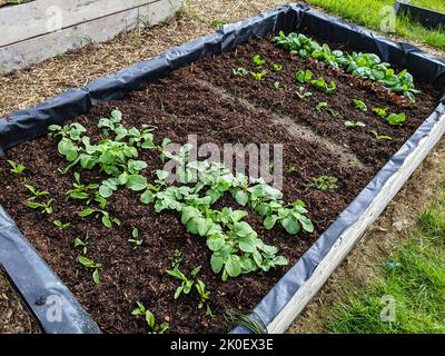 Raised bed in a garden with rows of vegetables including chard, spinach, carrots, radishes and lettuce. Stock Photo