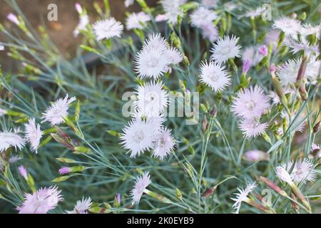 many small pale pink carnation flowers on a background of grey-green leaves. Pentecost carnation (Dianthus gratianopolitanus) Stock Photo