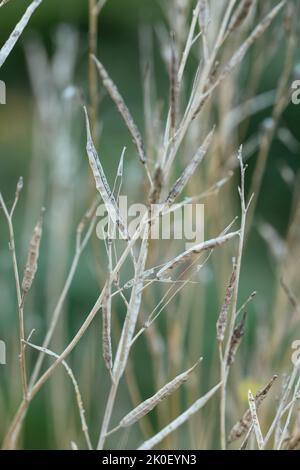 Arugula plant with seed pods Stock Photo