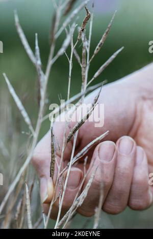 Man collecting arugular seeds. Stock Photo