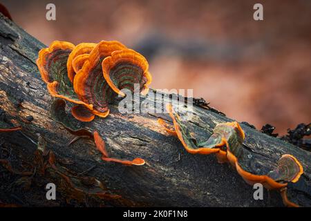 Stereum subtomentosum - multi-colored mushrooms growing in a group on a old tree stump. Stock Photo
