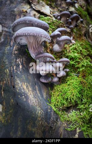 Edible mushrooms with excellent taste, Pleurotus ostreatus group of fungi growing on the dead trunk of a tree. Stock Photo