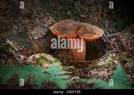 Neoboletus luridiformis. Edible mushrooms with excellent taste. Bio food. Uncultivated fungi. Stock Photo