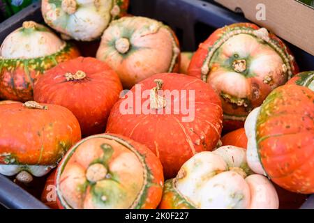 Orange squash fruits on sale in a grocery shop. Stock Photo