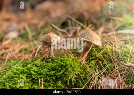 Two edible mushrooms close up. Xerocomellus chrysenteron (Boletus chrysenteron or Xerocomus chrysenteron) – edible mushroom in the forest. Mushrooming Stock Photo