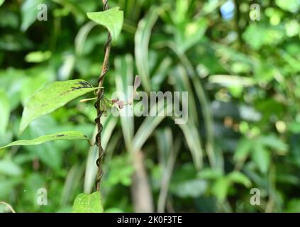 An orange and dark brown color Common Rose caterpillar (Pachliopta Aristolochiae) is eating Aristolochia Indica flower bud Stock Photo