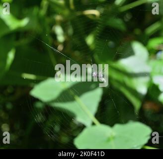 A Spiny Backed Orb weaver spider with a captured fly insect is sitting on the center of the spider web in direct sunlight Stock Photo