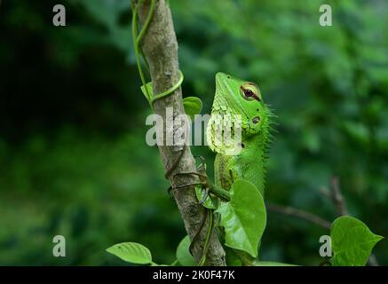 Close up of an angry head of a green forest lizard (Calotes Calotes). Lizard is sitting on a vertically tree stem covered with vine Stock Photo