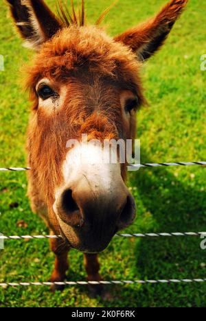 A Donkey sticks his snout and face over the wire fence of a farm Stock Photo