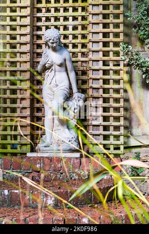 Andromeda in an English Country Garden. Stock Photo
