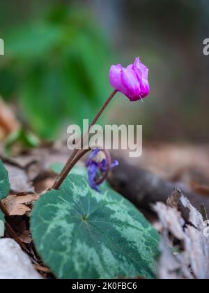 Blooming of pink cyclamens. Primroses. Cyclamen hederifolium,  ivy-leaved cyclamen or sowbread. Wild flower in the forest Stock Photo