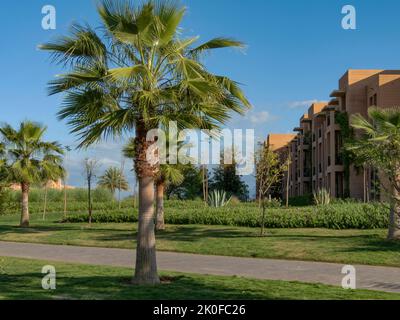 Palm trees and terracotta buildings next to a pathway and against a blue sky Stock Photo